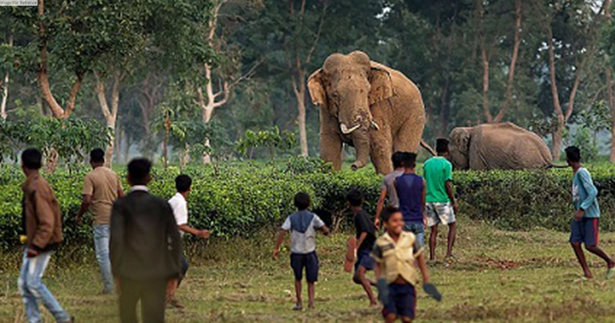 Odisha govt increases compensation for life, property loss in man-animal conflicts